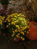 yellow-mums-original.jpg