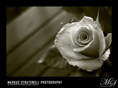 A single Rose