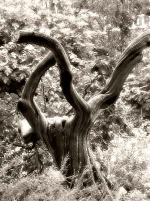 Reminiscing trunk by HenkH