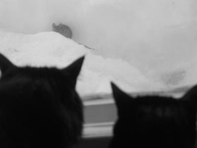 The hunt   by Rich in AK