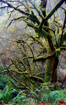 Moss Tree Fall