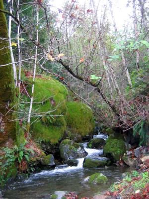 Creek Maple, Bees Nest