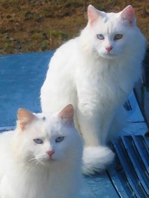 Winter White Fur Coats -painted