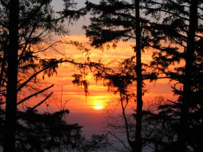 Sunset Spruce (12-01-04)