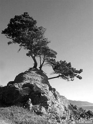 Seaside Bonsai On the Edge