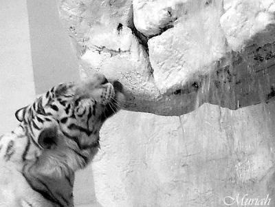 TigerLick