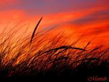 Sunset Sandgrass