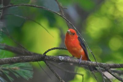 Scarlet Tanager