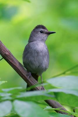 Gray Catbird