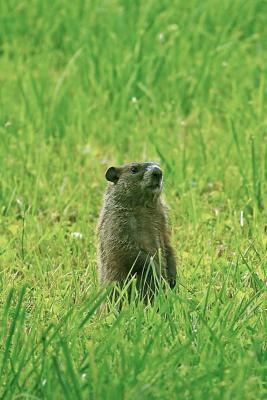 Groundhog Sits Up
