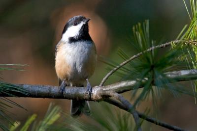 Black-capped Chickadee