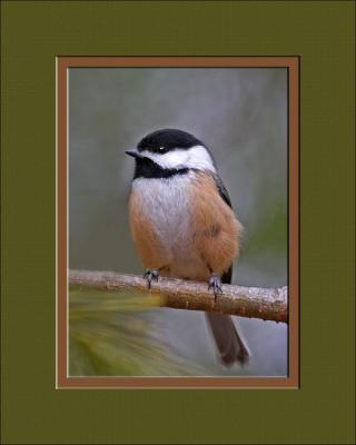 Black-capped Chickadee