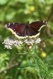 Mourning Cloak Butterfly