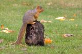 Fox Squirrel