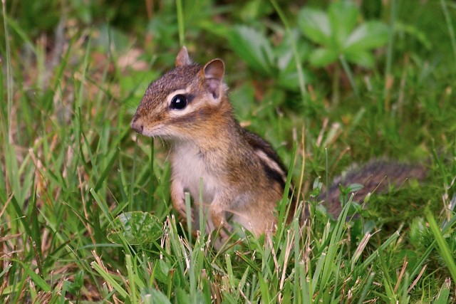 Chipmunk