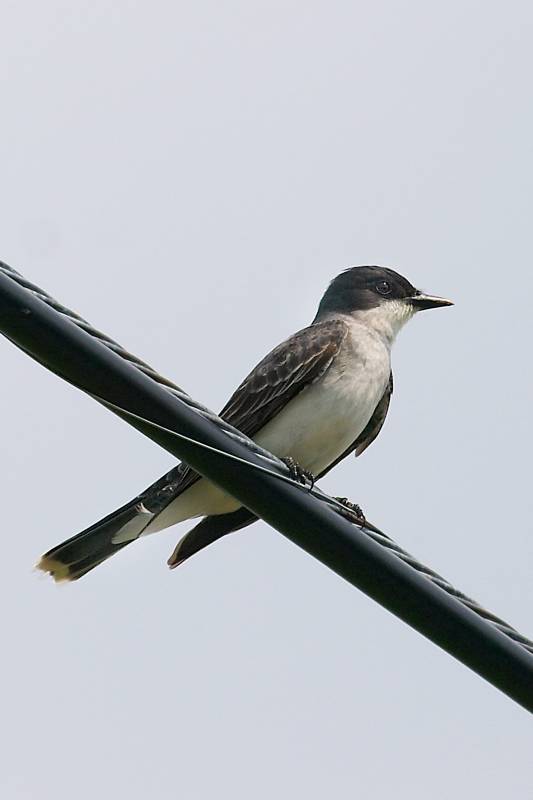 Eastern Kingbird