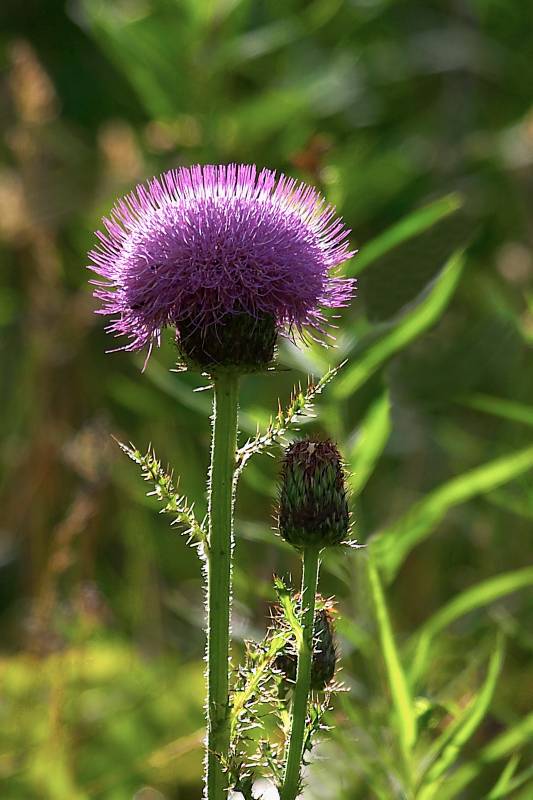 Thistle