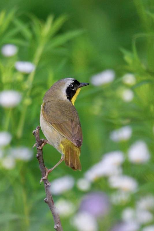 Common Yellowthroat