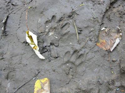 Raccoon Tracks