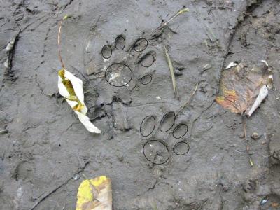 Raccoon Tracks (Highlighted)