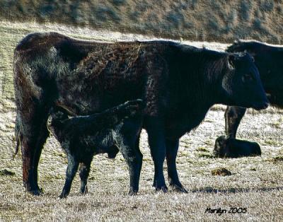 u48/mzm/medium/40074837.calves23EF.jpg