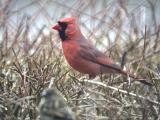 Cardinal_13_12.jpg