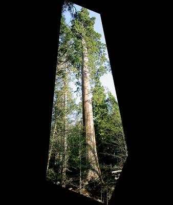 Sequoia #1