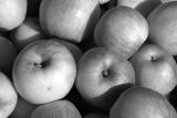 Apples #1
