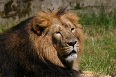 Asiatic Lion (Male)