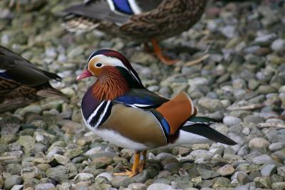 Mandarin Duck