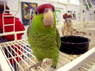 BirdShoppe-04-072.jpg