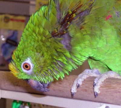 BirdShoppe-04-067.jpg