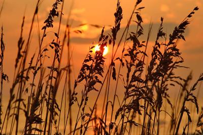 Sea Oats