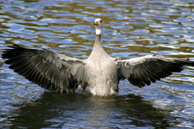 Kew Gardens - Show off goose