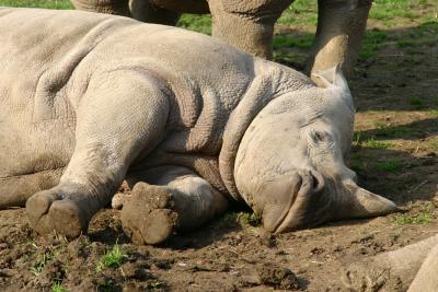 Marwell Wildlife park