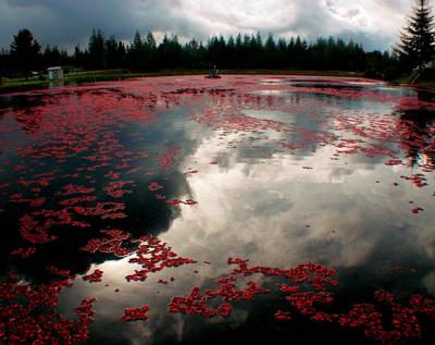 Sky Reflections In A Cranberry Bog