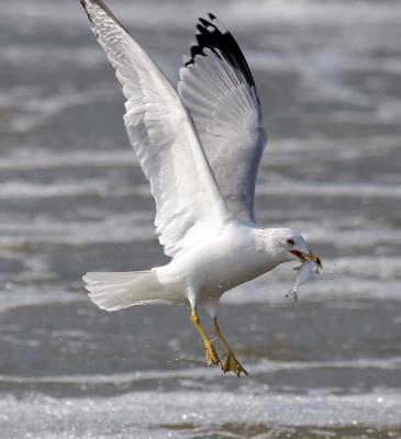 Seagull in Pella, IA