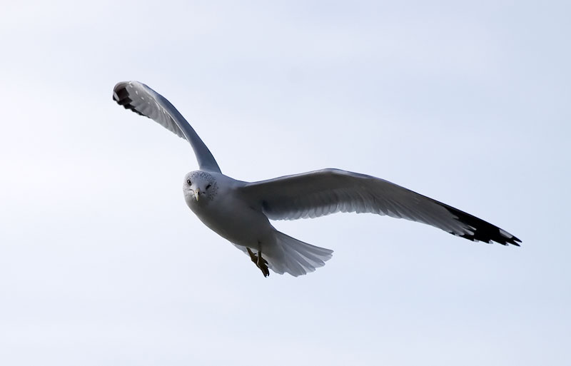 Seagull in Pella, IA