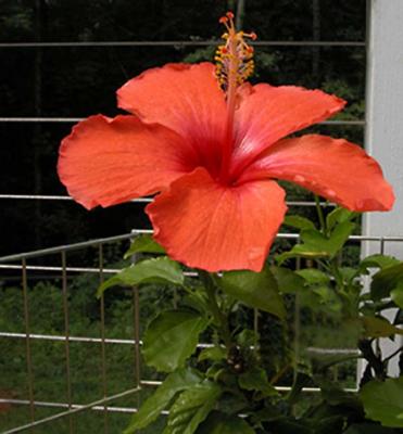 Hibiscus.jpg