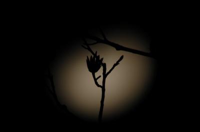 Moon_09d03h _20301.jpg