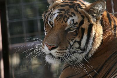 Big Cat Sanctuary