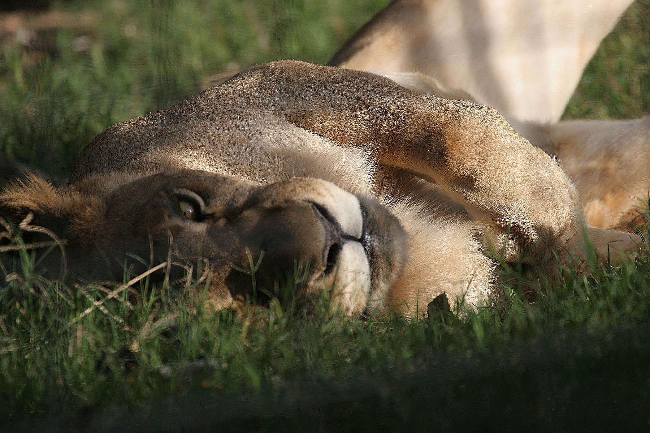 Big Cat Sanctuary001 copy.jpg