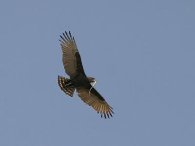 Brown Snake Eagle.