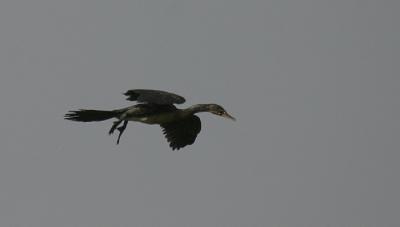 Long-tailed Cormorant.