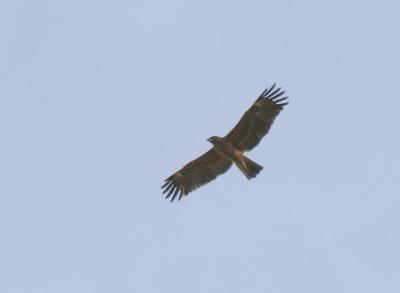Tawny Eagle.