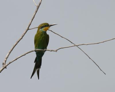 Swallow-tailed Bee-eater.