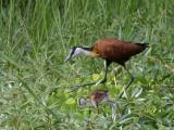 African Jacana.