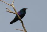  Lesser Blue-eared Glossy Starling.