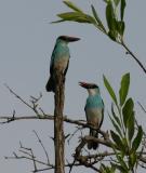 Blue-breasted Kingfisher.