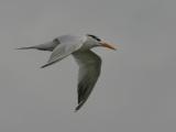 Royal Tern.1024x768.